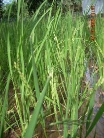 Experimental rice (paddy) field developed in Kaiga for studies on transfer factors