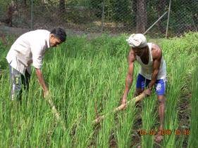 Experimental rice (paddy) field developed in Kaiga for studies on transfer factors
