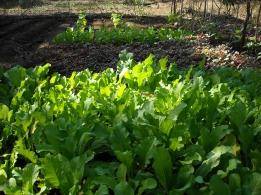 Experimental vegetable fields developed in Kaiga for studies on transfer factors