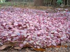 Experimental vegetable fields developed in Kaiga for studies on transfer factors