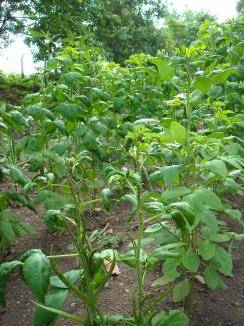 Experimental vegetable fields developed in Kaiga for studies on transfer factors