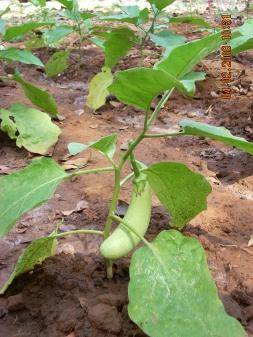 Experimental vegetable fields developed in Kaiga for studies on transfer factors