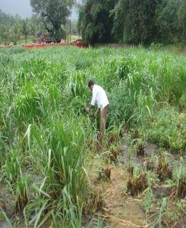 experimental grass field
