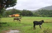 common grazing areas 