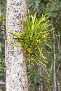 Lichen - Cymbidium aloifolium (L.)
