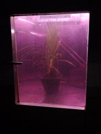 Experimental setup using the environmental chamber for studying air to grass transfer of iodine with simulated rainfall