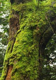 Moss - Petrobryopsis tumida (Hook.) Dix